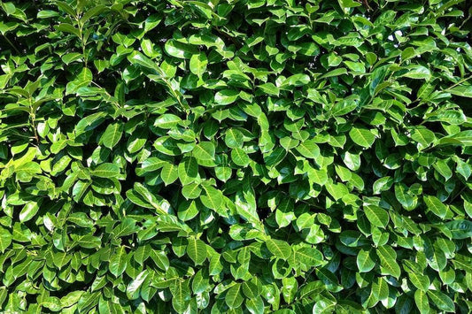  Laurier (Prunus Laurocerasus 'Rotundifolia')