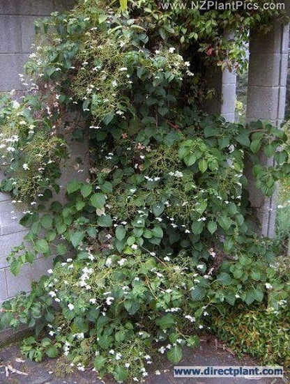  Klimhortensia (Hydrangea Anomala Petiolaris)