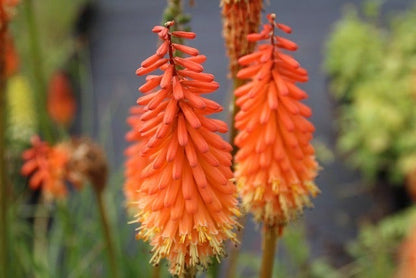 Vuurpijl/Fakkellelie (Kniphofia 'Alcazar')