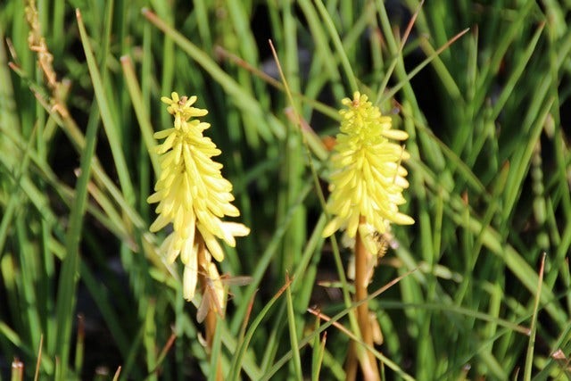 Vuurpijl/Fakkellelie (Kniphofia 'Pineapple Popsicle')
