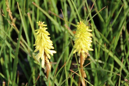  Vuurpijl/Fakkellelie (Kniphofia 'Pineapple Popsicle')