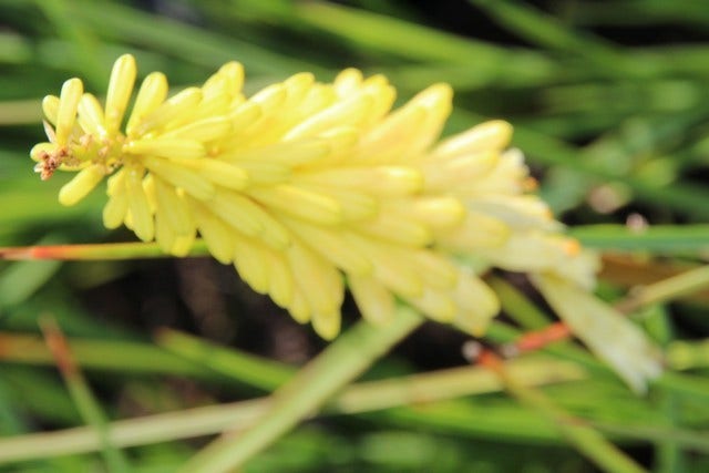  Vuurpijl/Fakkellelie (Kniphofia 'Pineapple Popsicle')