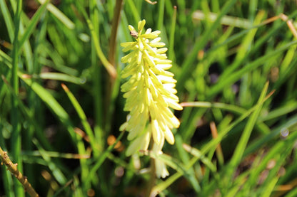  Vuurpijl/Fakkellelie (Kniphofia 'Pineapple Popsicle')