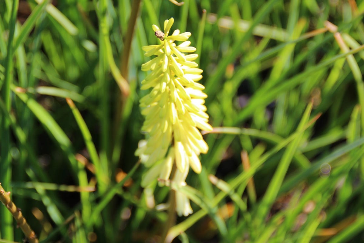  Vuurpijl/Fakkellelie (Kniphofia 'Pineapple Popsicle')
