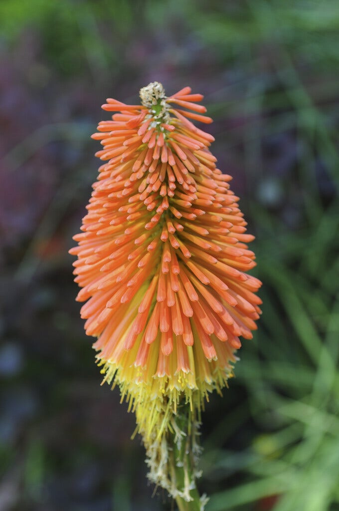  Vuurpijl (Kniphofia Uvaria) BIO