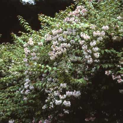  Kolkwitzia (Kolkwitzia Amabilis 'Pink Cloud')