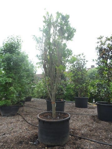  Zeepboom (Koelreuteria Paniculata 'Fastigiata')