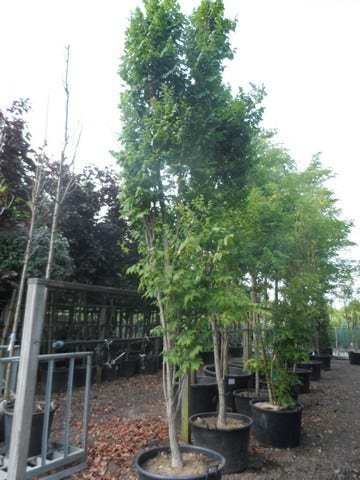 Zeepboom (Koelreuteria Paniculata 'Fastigiata')