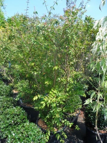  Kolkwitzia (Kolkwitzia Amabilis 'Pink Cloud')