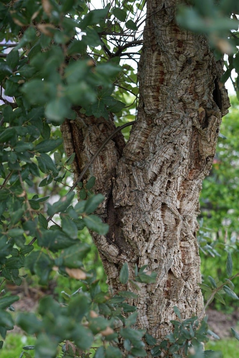  Kurkeik (Quercus Suber)