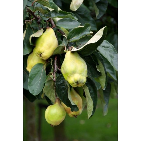  Kweepeer (Cydonia Oblonga 'Rea's Mammoth')