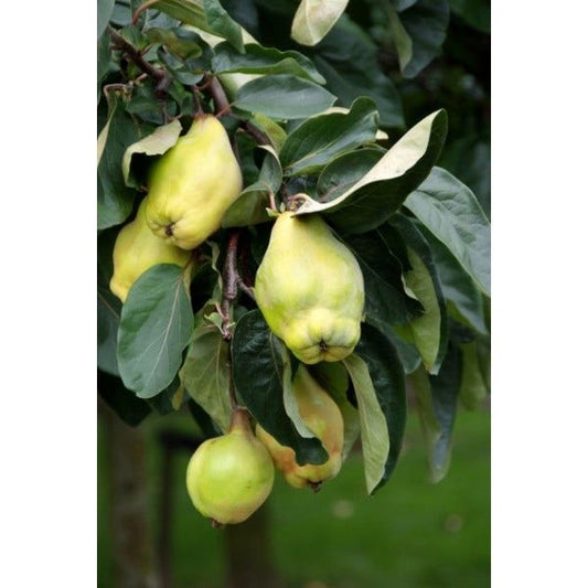  Kweepeer (Cydonia Oblonga 'Rea's Mammoth')