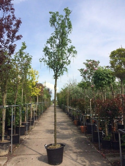  Gouden Regen Als Boom (Laburnum Watereri 'Vossii')