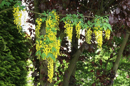  Gouden Regen, Struik (Laburnum Watereri 'Vossii')