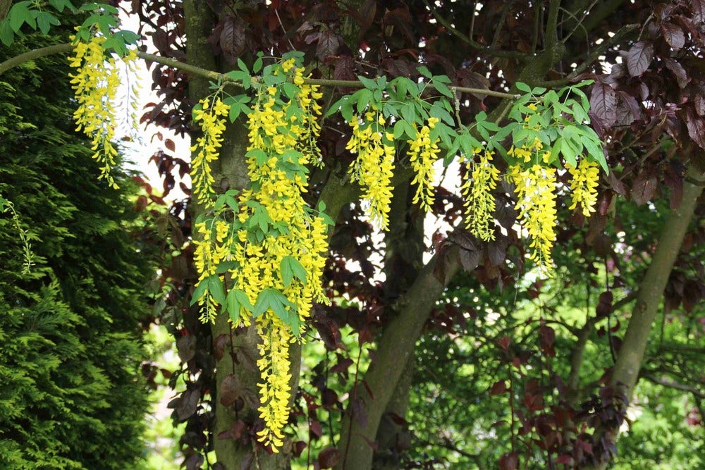  Gouden Regen Als Boom (Laburnum Watereri 'Vossii')
