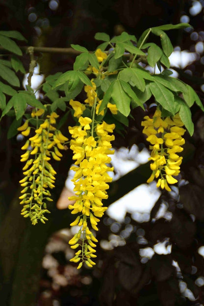  Gouden Regen, Struik (Laburnum Watereri 'Vossii')