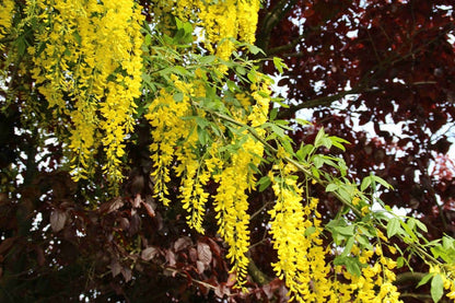 Gouden Regen, Struik (Laburnum Watereri 'Vossii')