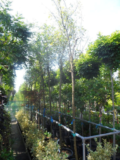  Gouden Regen Als Boom (Laburnum Watereri 'Vossii')