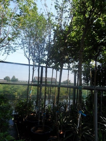  Gouden Regen Als Boom (Laburnum Watereri 'Vossii')
