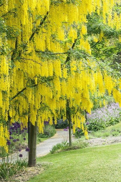  Gouden Regen, Struik (Laburnum Watereri 'Vossii')