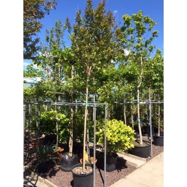  Rode Lagerstroemia Als Boom (Lagerstroemia Indica)