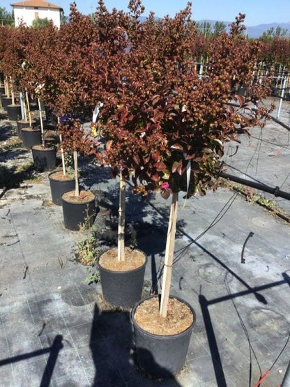  Lagerstroemia Als Halfstam (Lagerstroemia Indica 'Berry Dazzle')