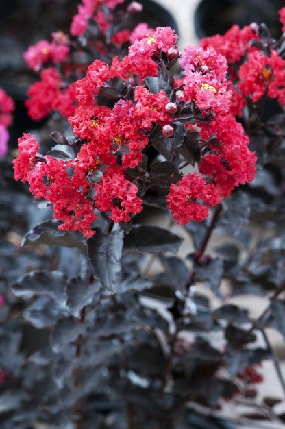  Lagerstroemia (Lagerstroemia 'Black Diamond Best Red')