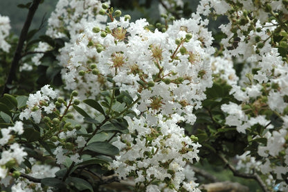  Lagerstroemia Wit (Lagerstroemia Indica)