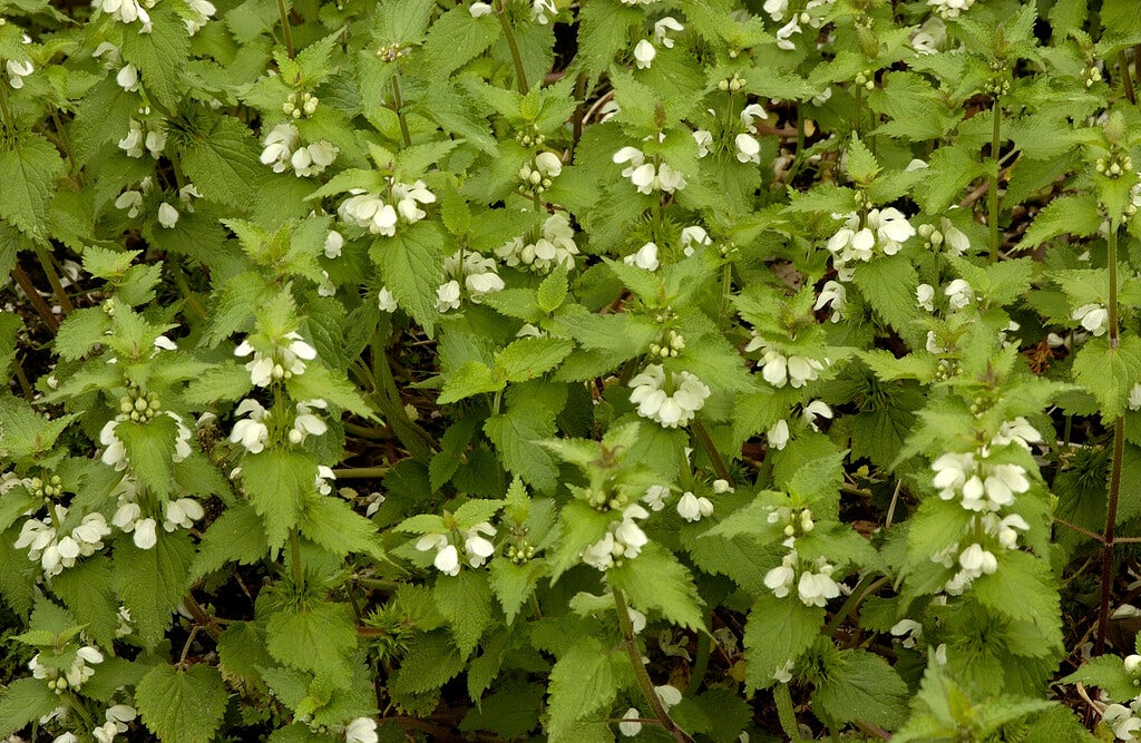  Dovenetel (Lamium Album)