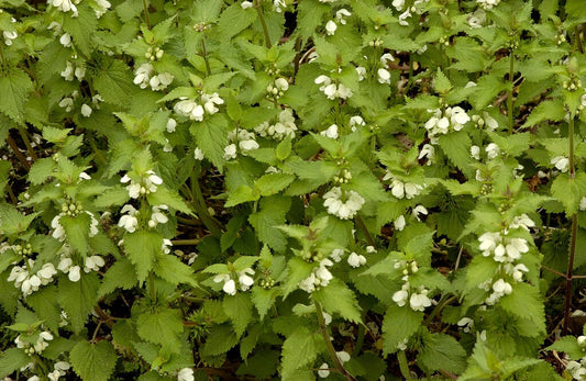  Dovenetel (Lamium Album)