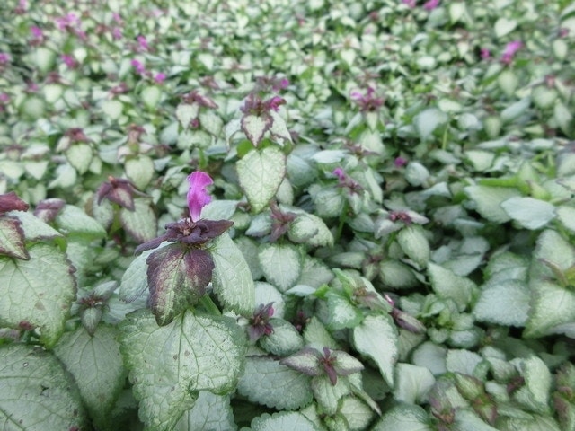  Dovenetel (Lamium Maculatum 'Beacon Silver')