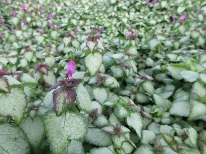  Dovenetel (Lamium Maculatum 'Beacon Silver')
