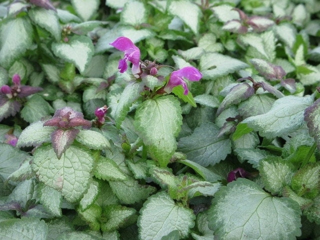  Dovenetel (Lamium Maculatum 'Beacon Silver')