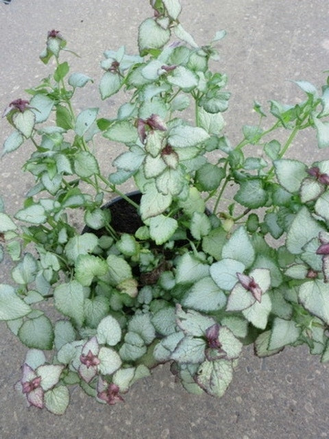  Dovenetel (Lamium Maculatum 'Beacon Silver')