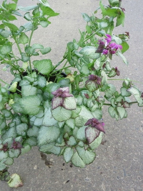  Dovenetel (Lamium Maculatum 'Beacon Silver')