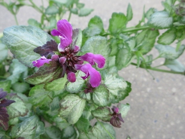  Dovenetel (Lamium Maculatum 'Beacon Silver')