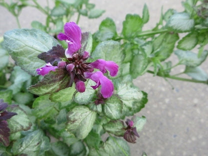  Dovenetel (Lamium Maculatum 'Beacon Silver')