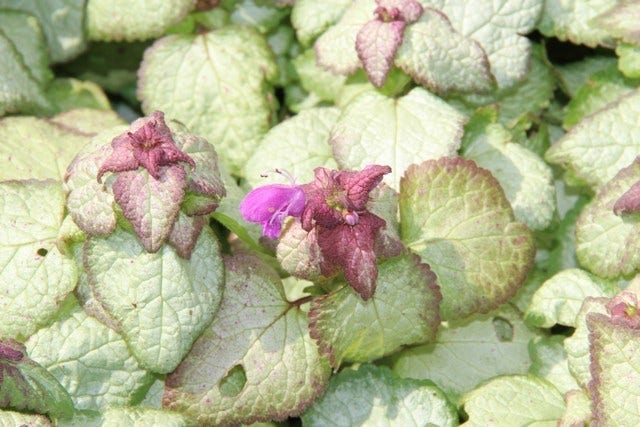  Dovenetel (Lamium Maculatum 'Beacon Silver')