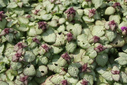  Dovenetel (Lamium Maculatum 'Beacon Silver')