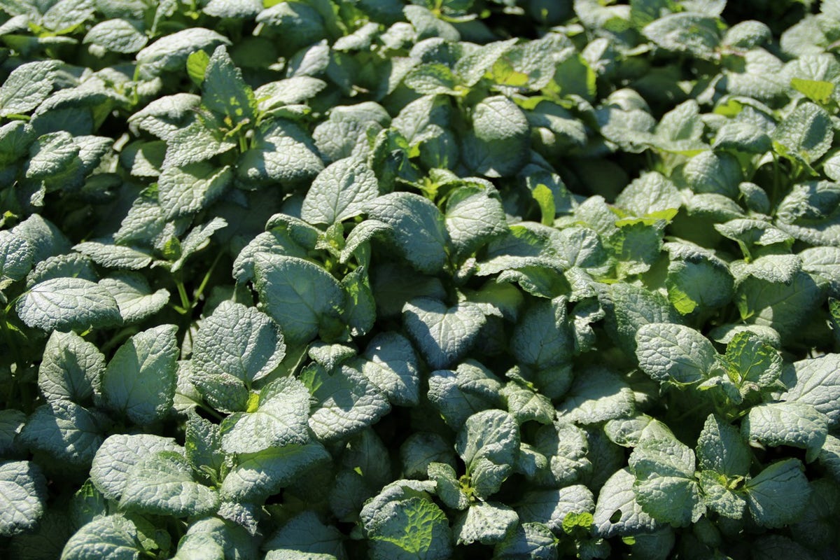  Dovenetel (Lamium Maculatum 'Beacon Silver')