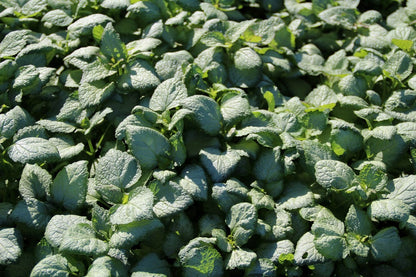  Dovenetel (Lamium Maculatum 'Beacon Silver')
