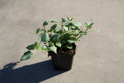  Dovenetel (Lamium Maculatum 'Beacon Silver')