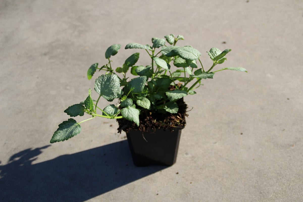  Dovenetel (Lamium Maculatum 'Beacon Silver')