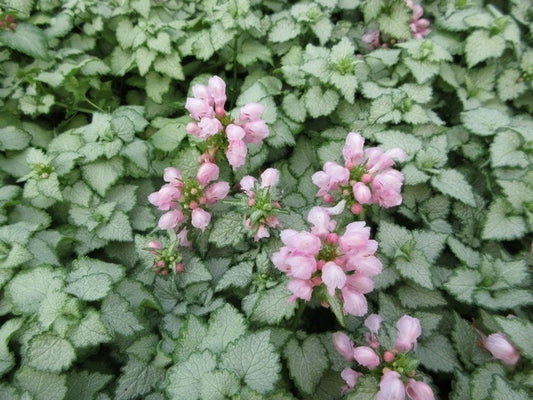  Dovenetel (Lamium Maculatum 'Pink Pewter')