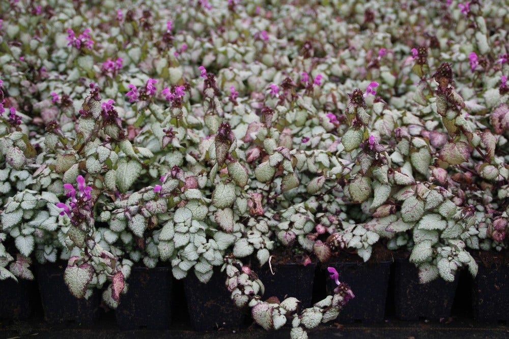  Dovenetel (Lamium Maculatum 'Beacon Silver')