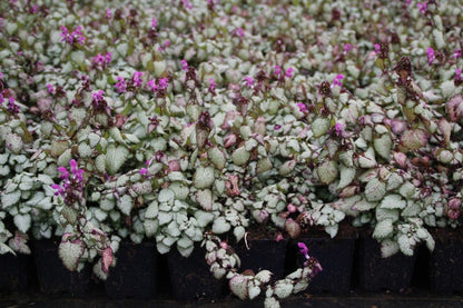  Dovenetel (Lamium Maculatum 'Beacon Silver')