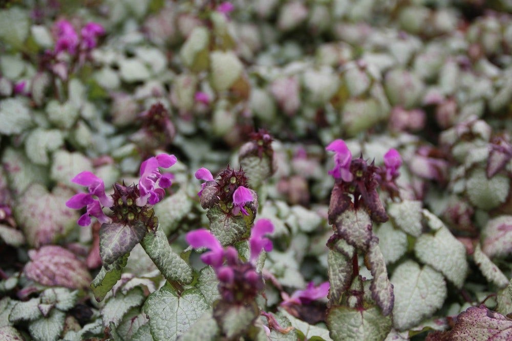  Dovenetel (Lamium Maculatum 'Beacon Silver')