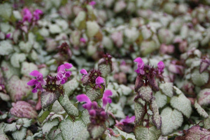  Dovenetel (Lamium Maculatum 'Beacon Silver')