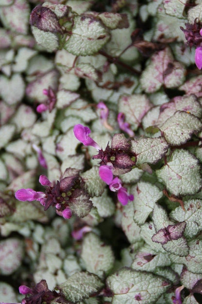  Dovenetel (Lamium Maculatum 'Beacon Silver')