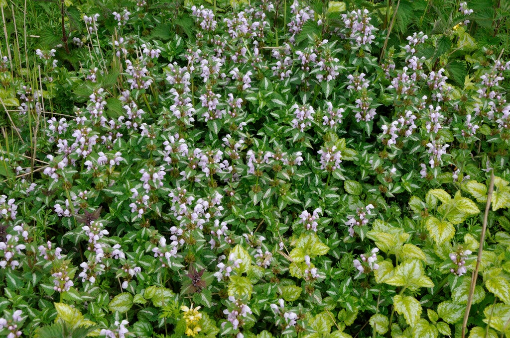  Dovenetel (Lamium Maculatum)